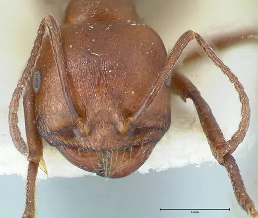 Messor luebberti - FOCOL1262