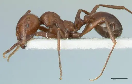 Messor luebberti - FOCOL1262