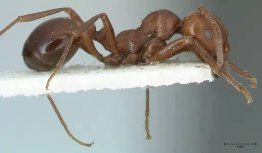 Messor luebberti - FOCOL1262