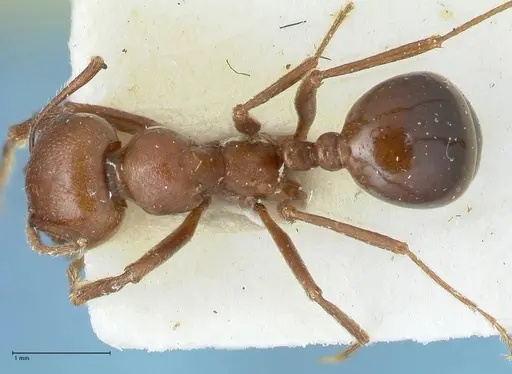 Messor luebberti - FOCOL1263