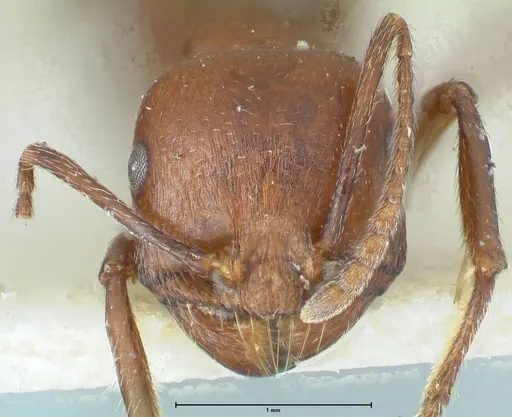 Messor luebberti - FOCOL1263