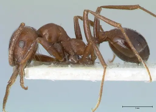 Messor luebberti - FOCOL1263