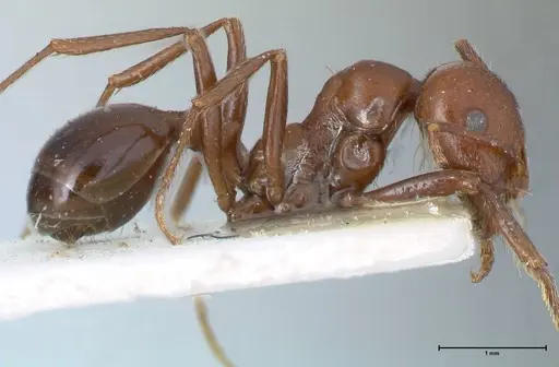 Messor luebberti - FOCOL1263