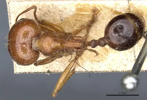 Messor luridus specimen