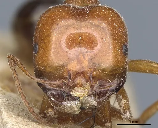 Messor luridus specimen