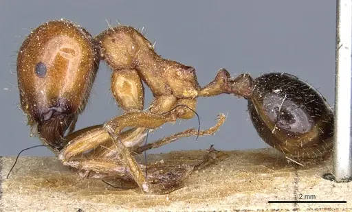 Messor luridus specimen