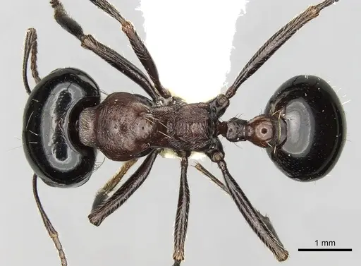 Messor marocanus specimen