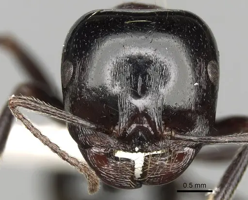 Messor marocanus specimen