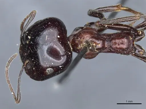 Messor marocanus - CASENT0904123