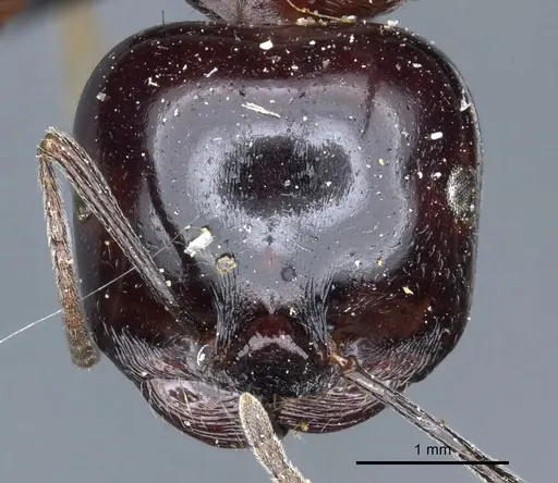 Messor marocanus - CASENT0904123