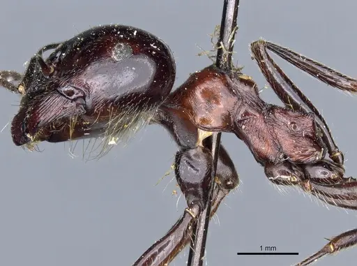 Messor marocanus - CASENT0904123