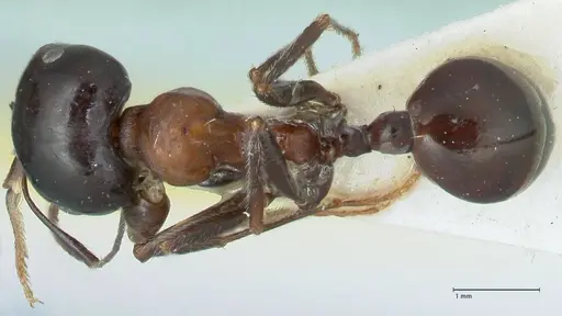 Messor marocanus - FOCOL1245