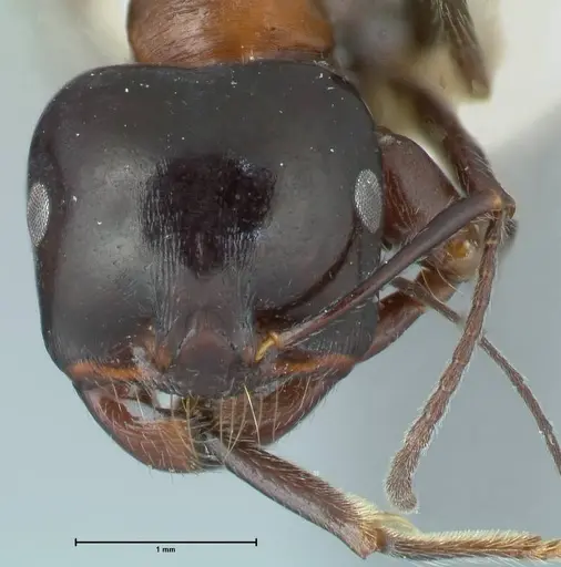 Messor marocanus - FOCOL1245