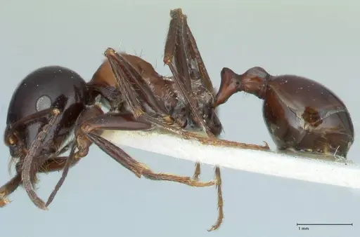 Messor marocanus - FOCOL1245