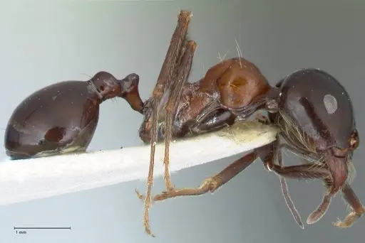 Messor marocanus - FOCOL1245