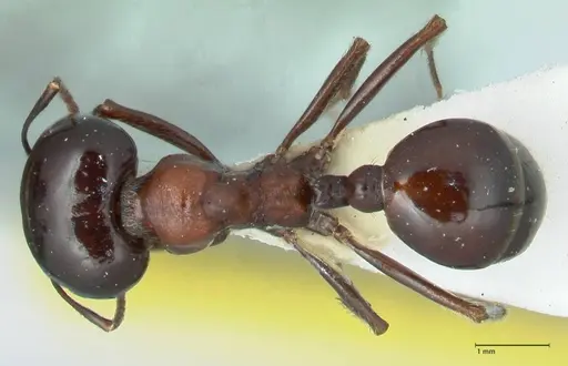 Messor marocanus - FOCOL1246