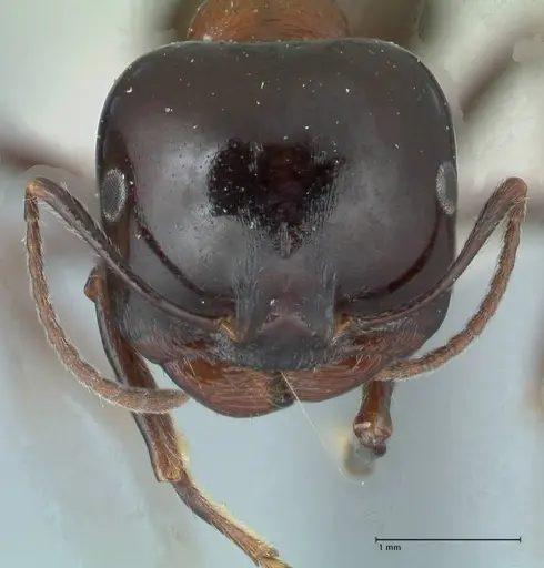 Messor marocanus - FOCOL1246