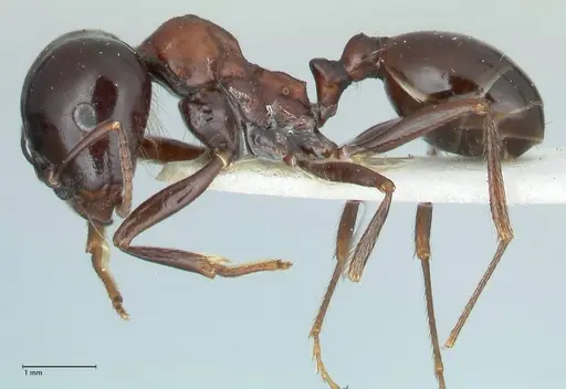 Messor marocanus - FOCOL1246