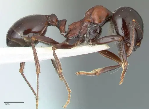 Messor marocanus - FOCOL1246