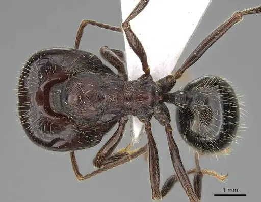 Messor mcarthuri specimen