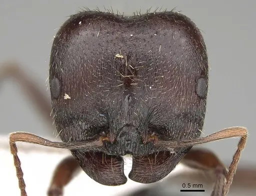 Messor mcarthuri specimen