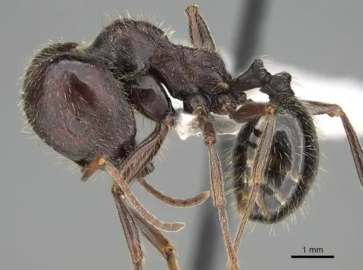 Messor mcarthuri specimen