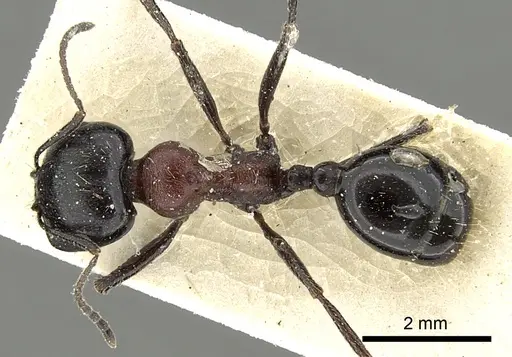 Messor medioruber specimen