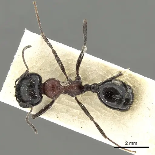 Messor medioruber specimen