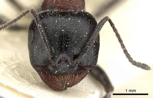 Messor medioruber specimen