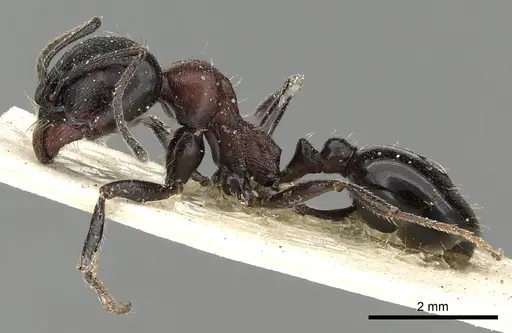 Messor medioruber - CASENT0249827