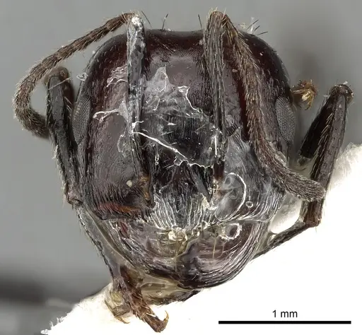 Messor medioruber - CASENT0249828