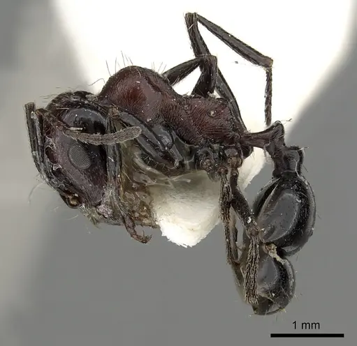 Messor medioruber - CASENT0249828