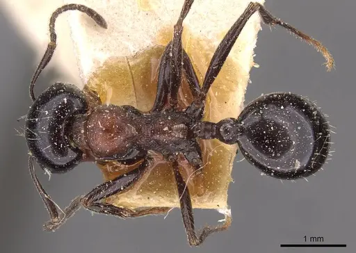 Messor medioruber - CASENT0907723