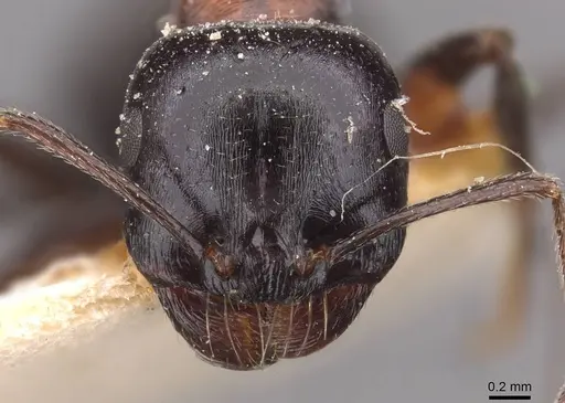 Messor medioruber - CASENT0907723