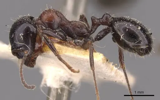 Messor medioruber - CASENT0907723