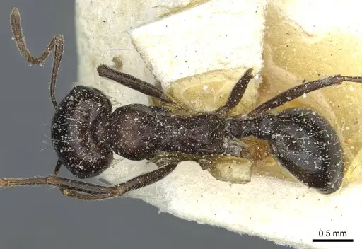 Messor medioruber - CASENT0913192