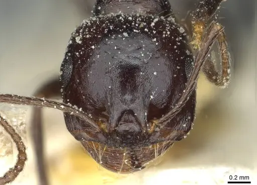 Messor medioruber - CASENT0913192