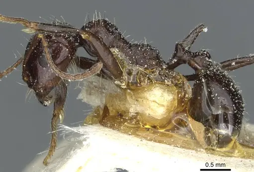 Messor medioruber - CASENT0913192