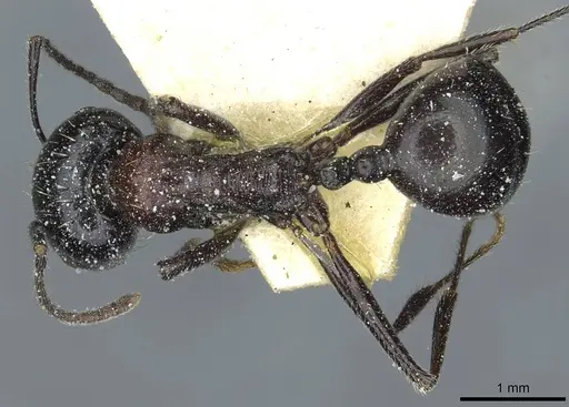 Messor medioruber - CASENT0913194