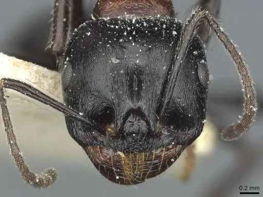 Messor medioruber - CASENT0913194