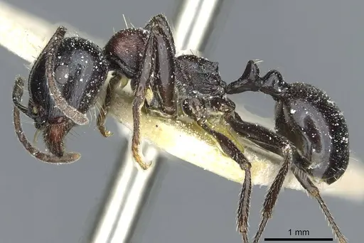 Messor medioruber - CASENT0913194