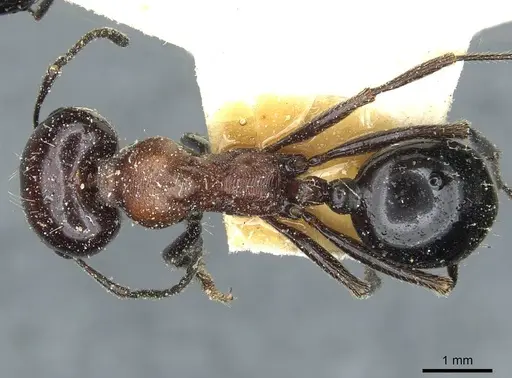 Messor medioruber - CASENT0913196