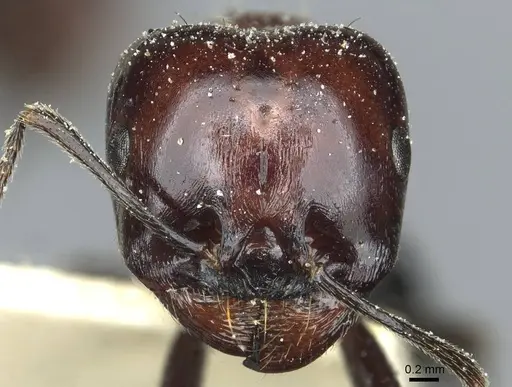 Messor medioruber - CASENT0913196