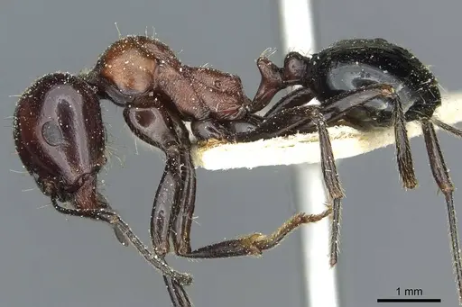 Messor medioruber - CASENT0913196