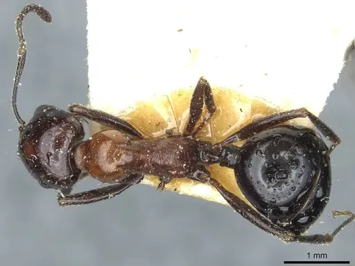 Messor medioruber - CASENT0913197