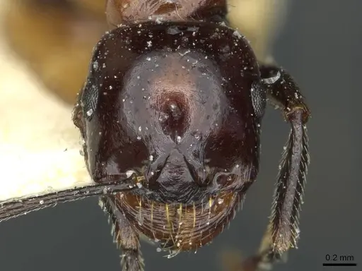 Messor medioruber - CASENT0913197