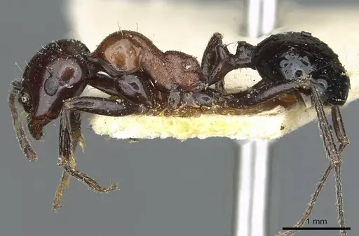 Messor medioruber - CASENT0913197