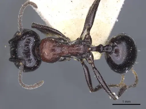 Messor medioruber - CASENT0916944