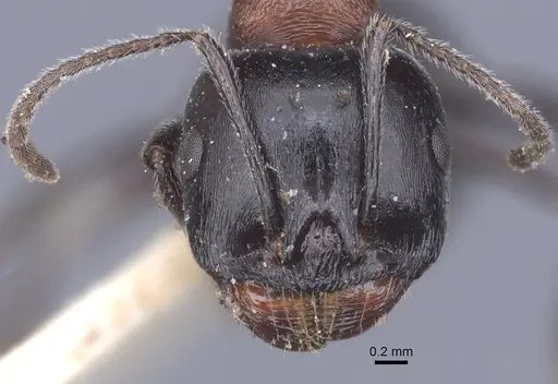 Messor medioruber - CASENT0916944