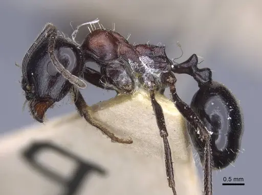 Messor medioruber - CASENT0916944